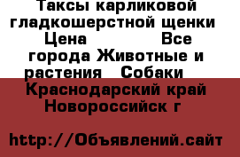 Таксы карликовой гладкошерстной щенки › Цена ­ 20 000 - Все города Животные и растения » Собаки   . Краснодарский край,Новороссийск г.